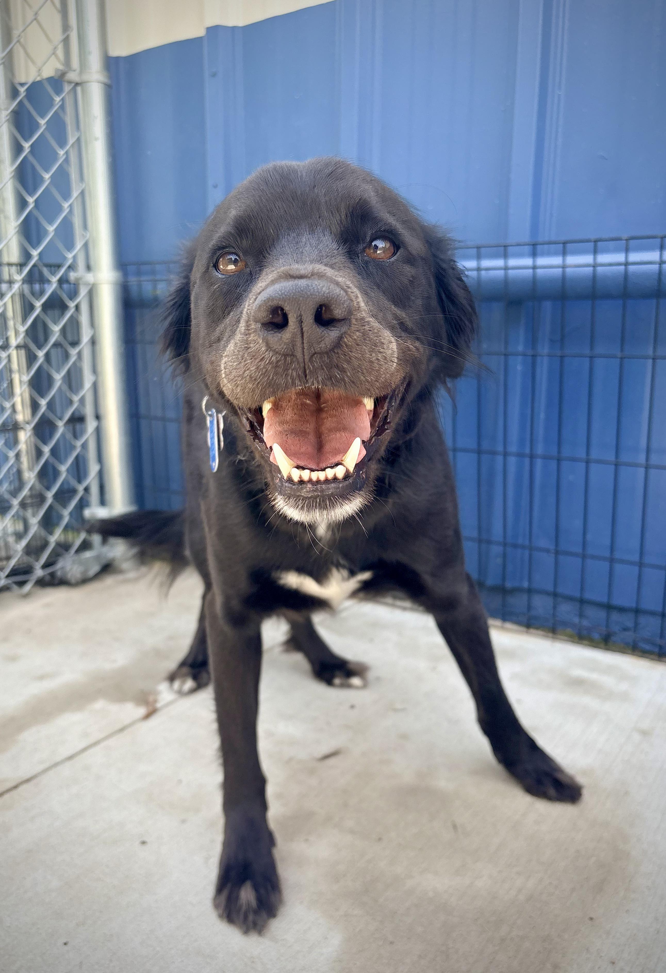 Jubilee, a ADOPTABLE mixed breed in Kalamazoo, MI image 3/4