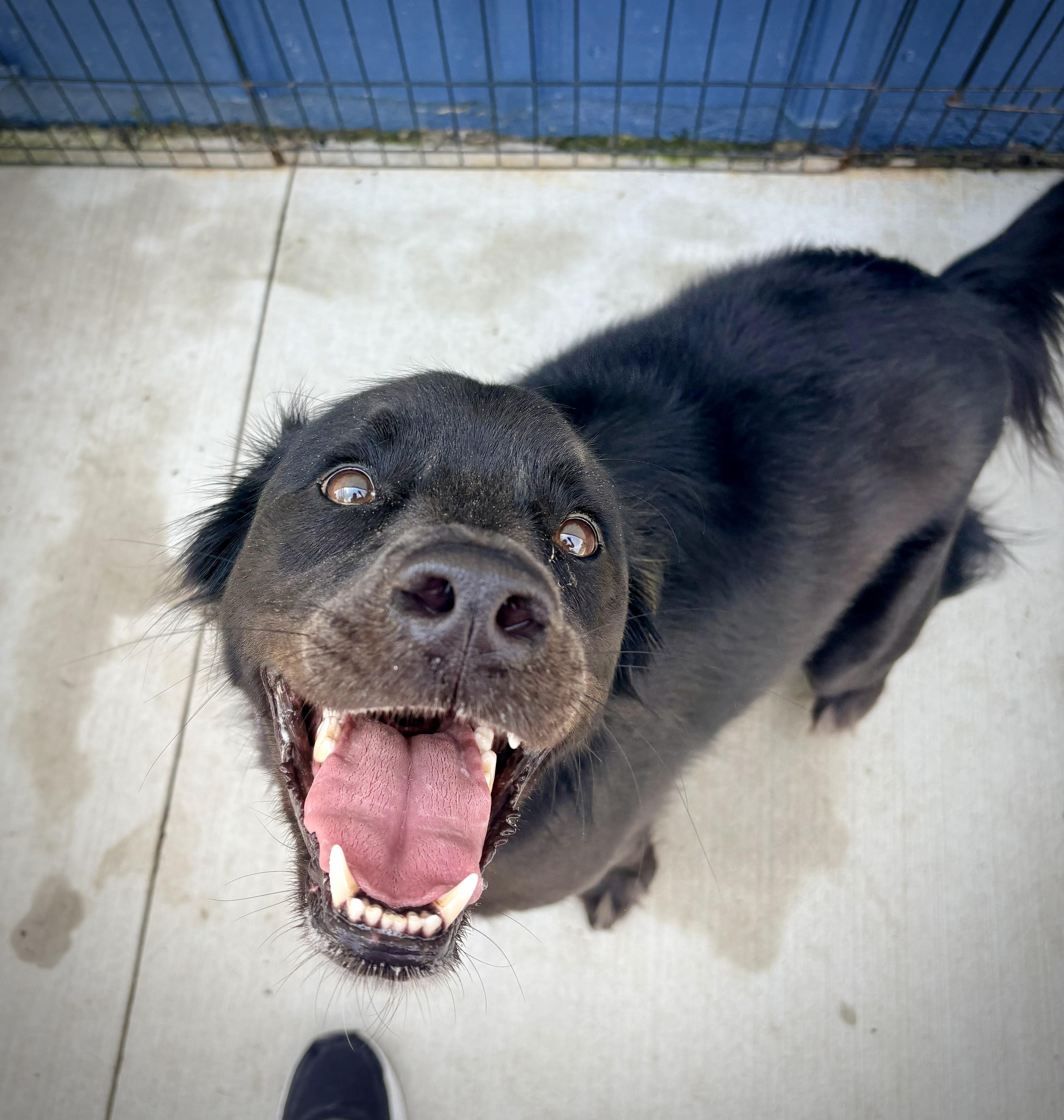 Jubilee, ADOPTABLE, Young Female Collie.