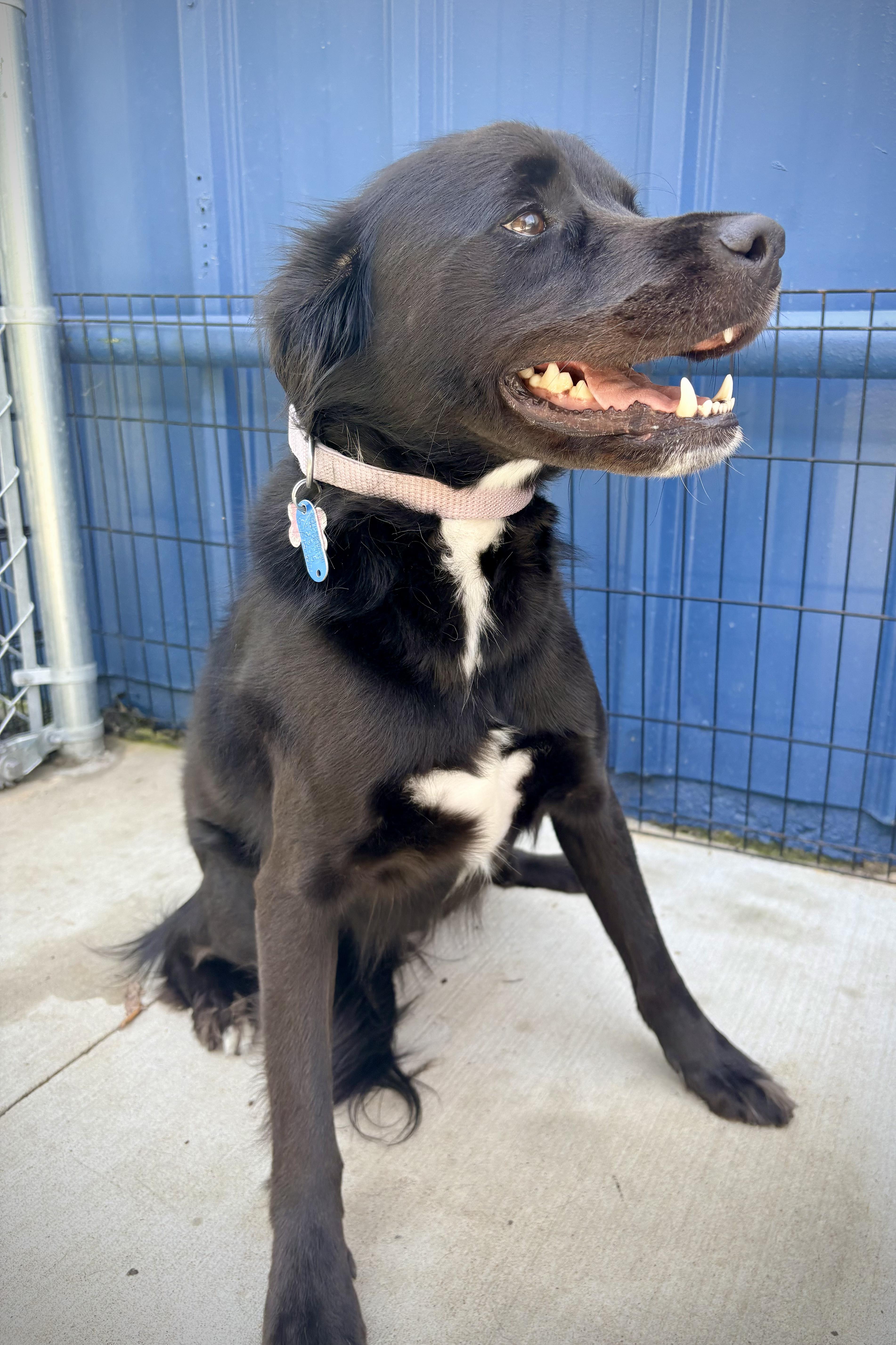 Jubilee, a ADOPTABLE mixed breed in Kalamazoo, MI image 4/4