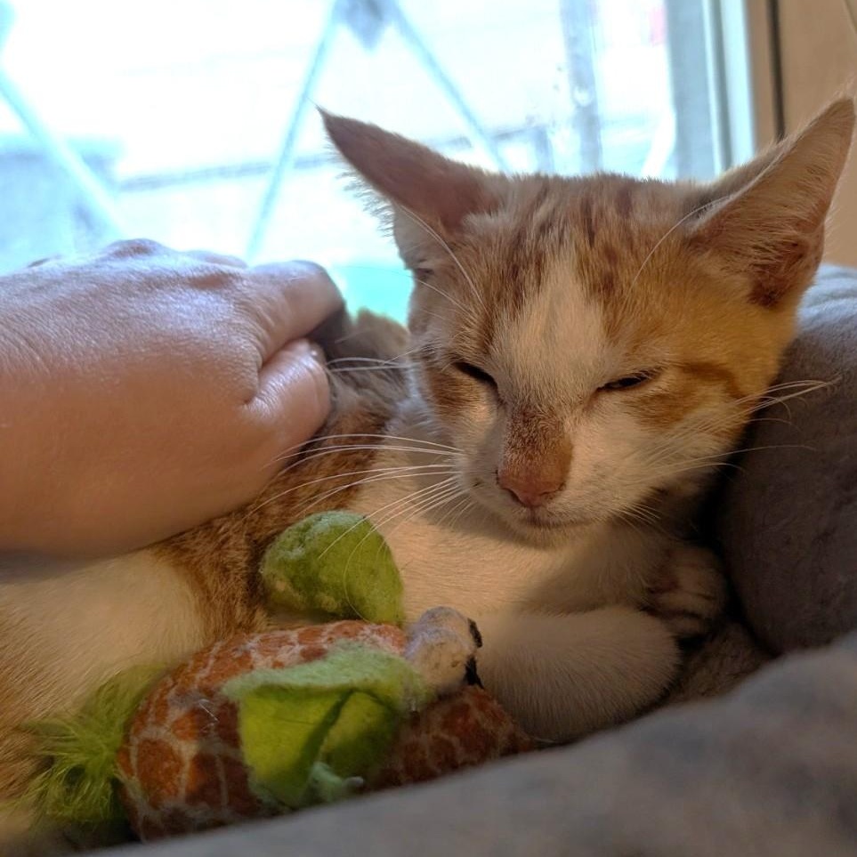 Kingston, a Adoptable Domestic Short Hair in West Orange, NJ image 3/5