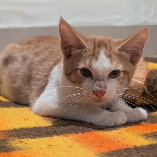 Kingston, a Adoptable Domestic Short Hair in West Orange, NJ image 4/5