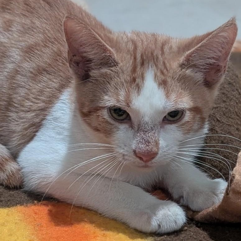 Kingston, a Adoptable Domestic Short Hair in West Orange, NJ image 5/5