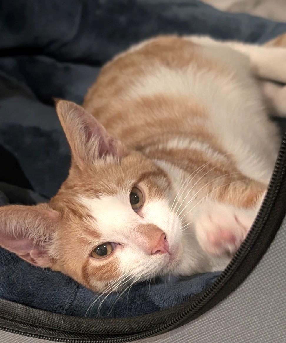 Kingston, a Adoptable Domestic Short Hair in West Orange, NJ image 1/5