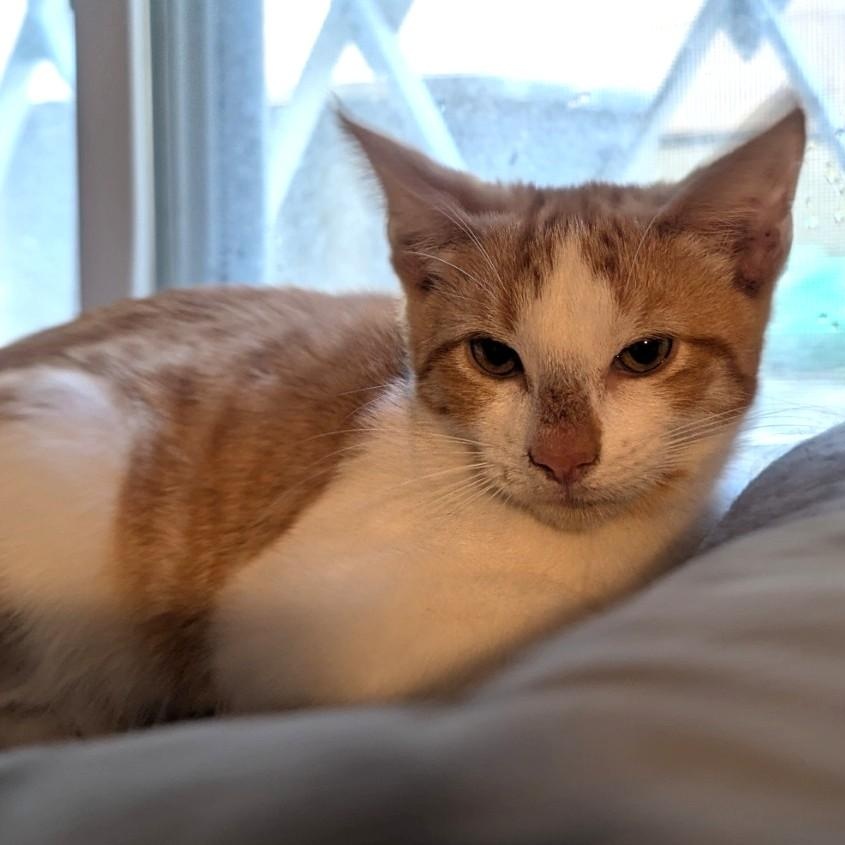 Kingston, a Adoptable Domestic Short Hair in West Orange, NJ image 2/5