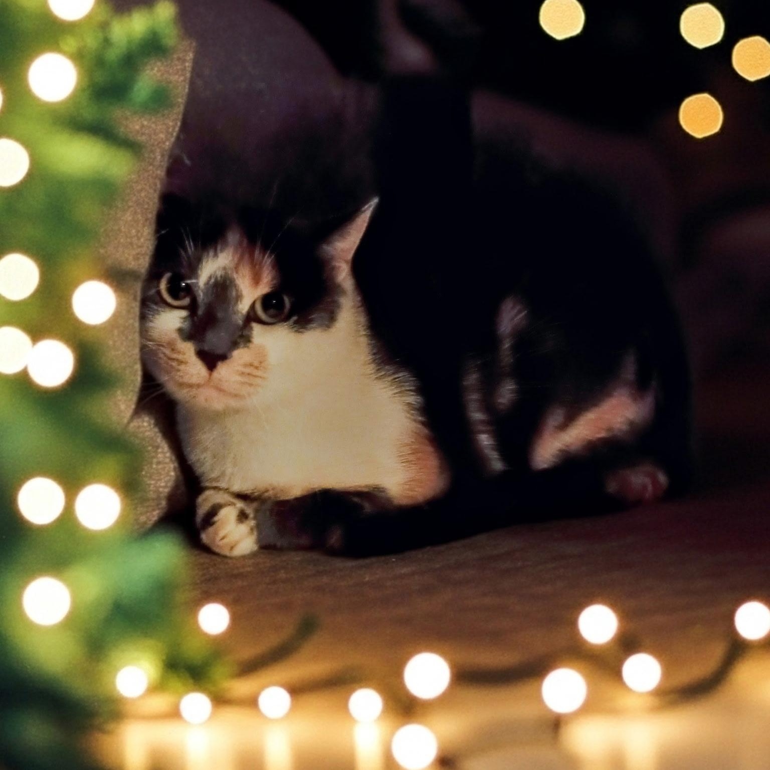 Gemma, ADOPTABLE, Young Female Domestic Short Hair.