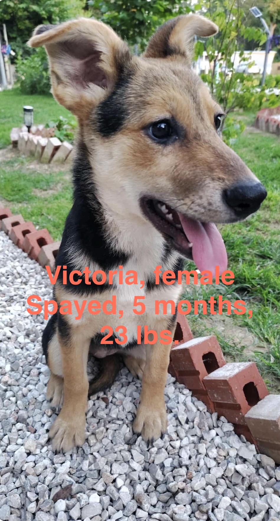 Victoria, Adoptable, Puppy Female German Shepherd Dog & Labrador Retriever.