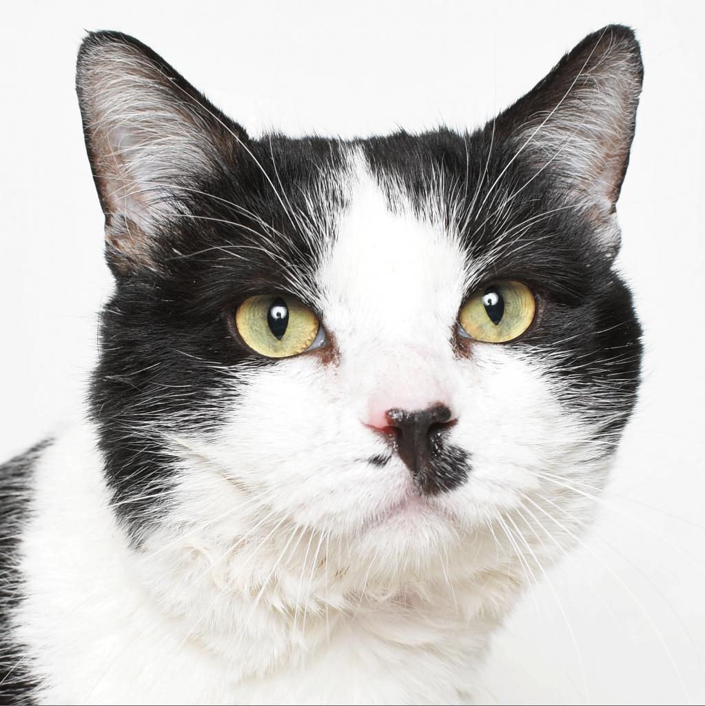 Splash, a Adoptable Domestic Short Hair in Springfield, IL image 1/2