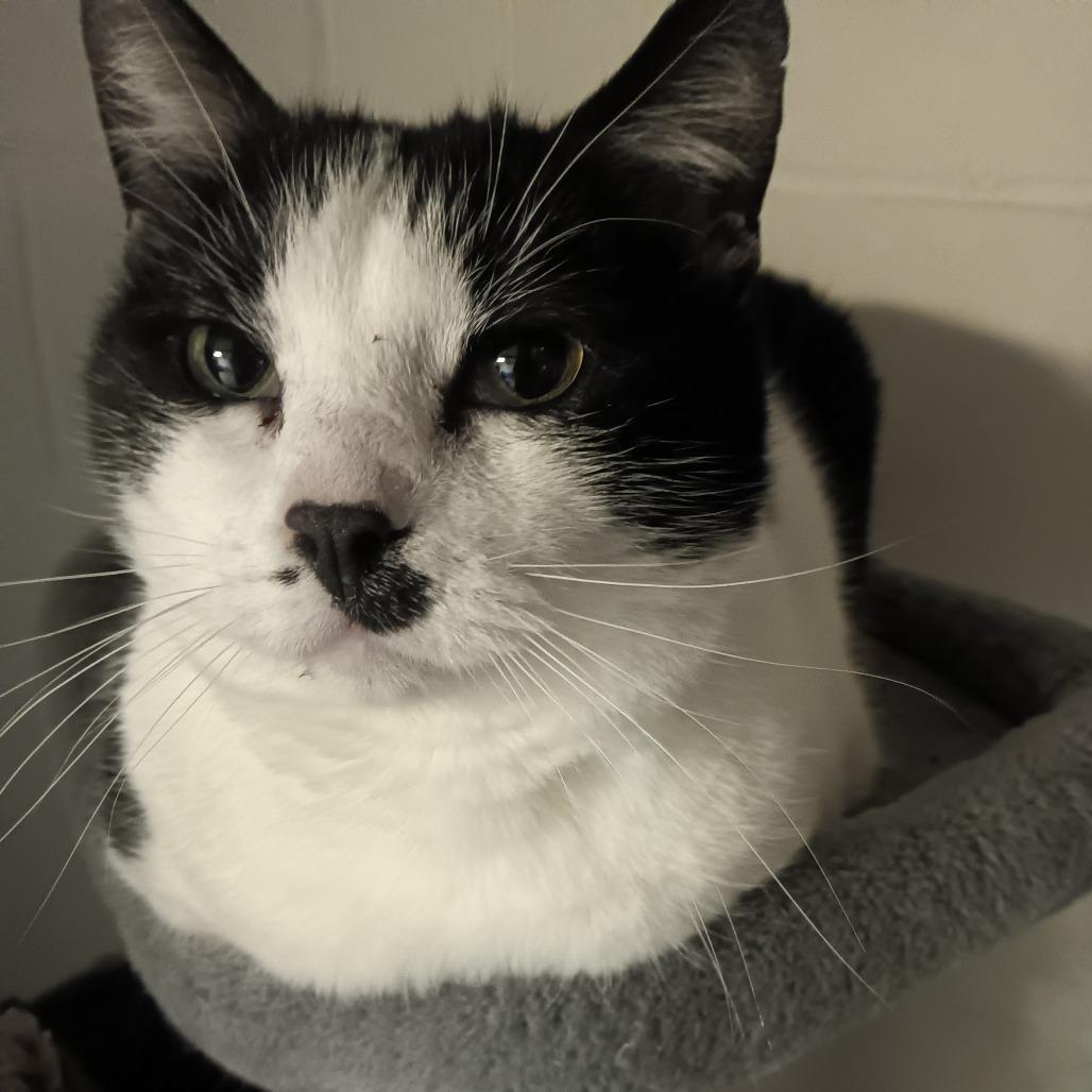 Enlarge Splash, a Adoptable Domestic Short Hair in Springfield, IL image 2/3