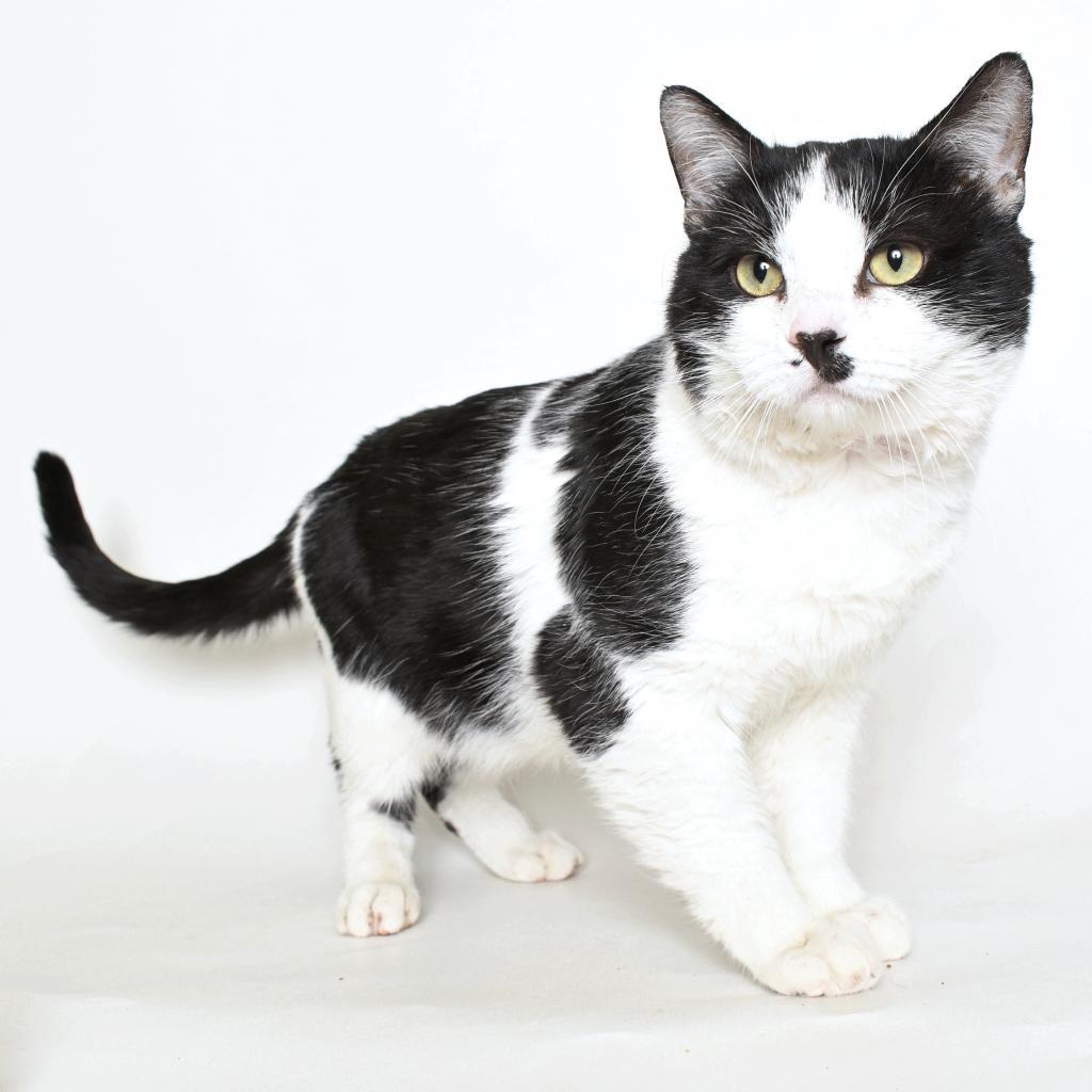 Splash, a Adoptable Domestic Short Hair in Springfield, IL image 2/2