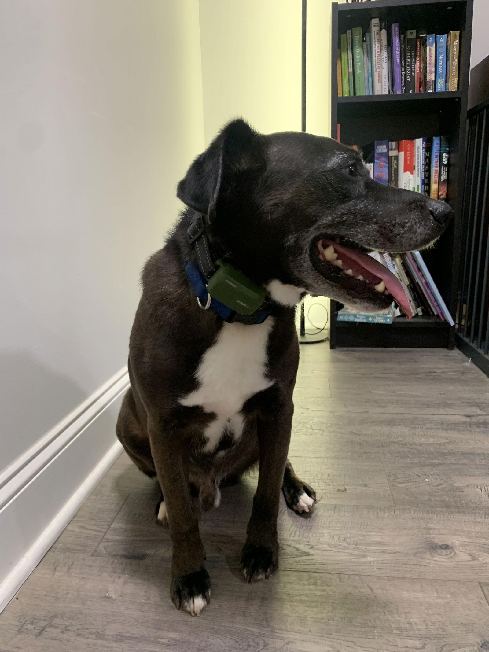 Barry, Adoptable, Adult Male Beagle & Labrador Retriever.