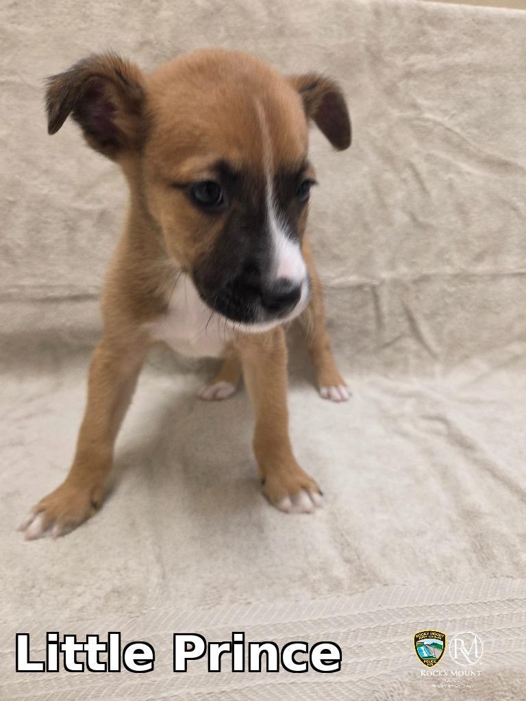 Enlarge Little Prince, a Adopted mixed breed in Rocky Mount, NC image 1/1