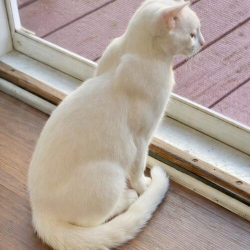 Enlarge Theodore, a Adoptable Domestic Short Hair in Seven Valleys, PA image 2/5