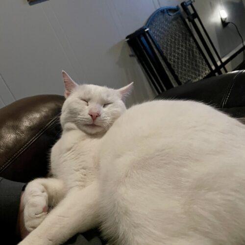 Enlarge Theodore, a Adoptable Domestic Short Hair in Seven Valleys, PA image 3/5