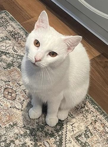 Enlarge Theodore, a Adoptable Domestic Short Hair in Seven Valleys, PA image 5/5