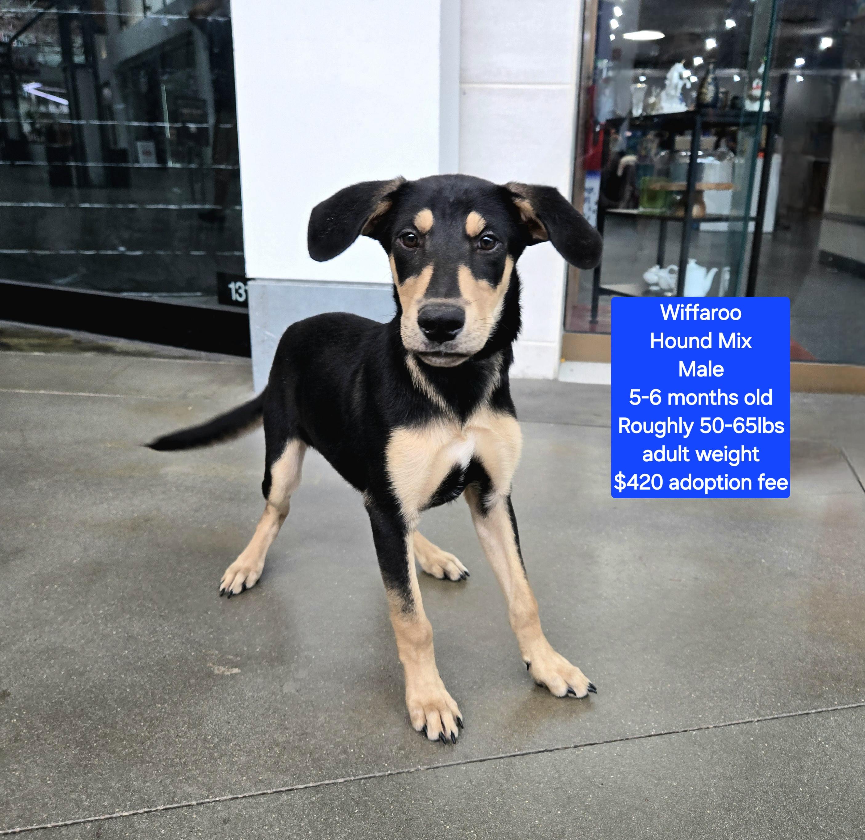 Wiffaroo, Adoptable, Young Male Hound.