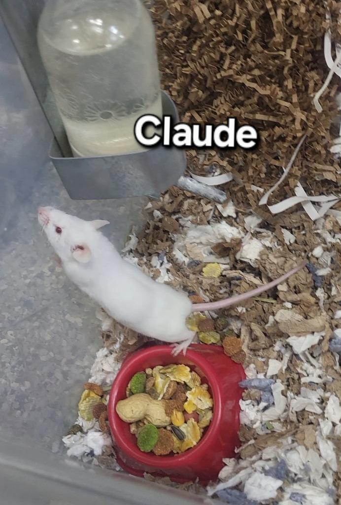 Enlarge Claude, a Adoptable Mouse in CRYSTAL LAKE, IL image 1/1