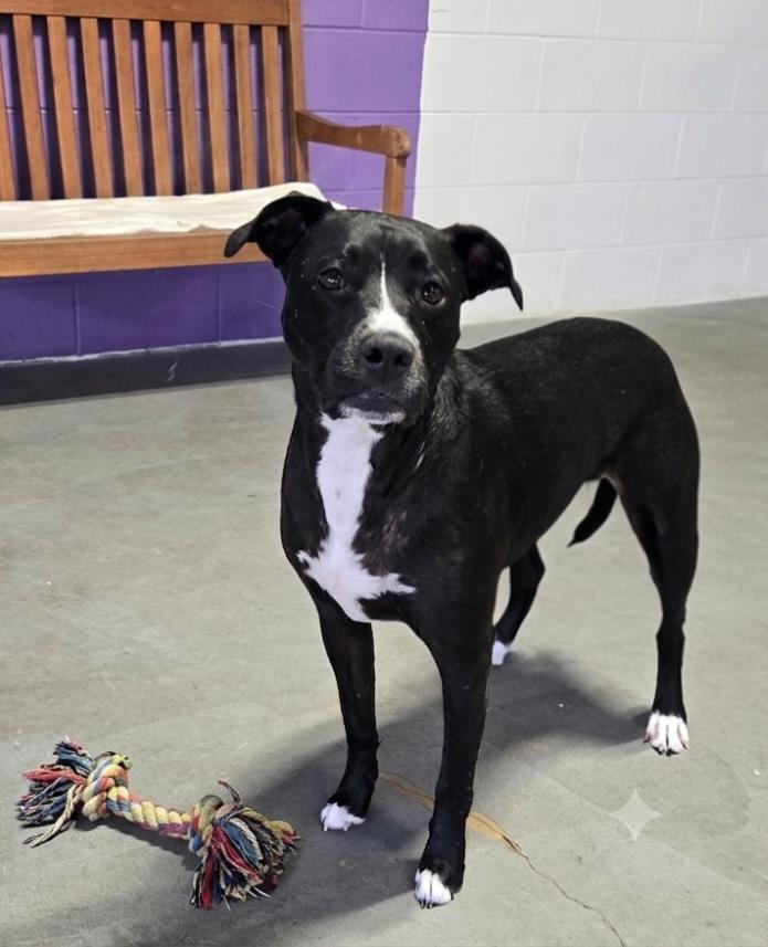 **MILLIE**, Adopted, Adult Female Labrador Retriever.