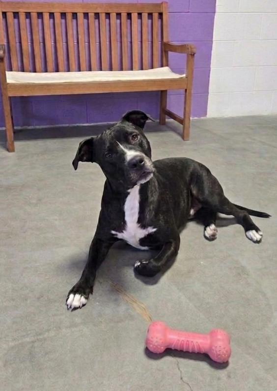 Enlarge **MILLIE**, a Adopted Labrador Retriever in North Prairie, WI image 2/2