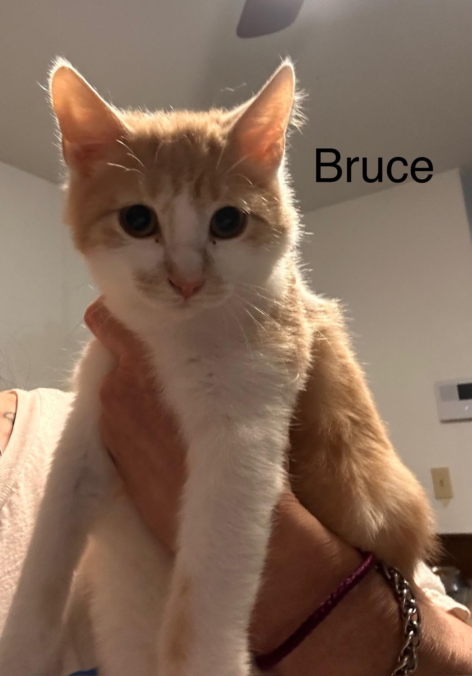 Enlarge Bruce, an adopted Domestic Short Hair in Chicopee, MA image 1/1