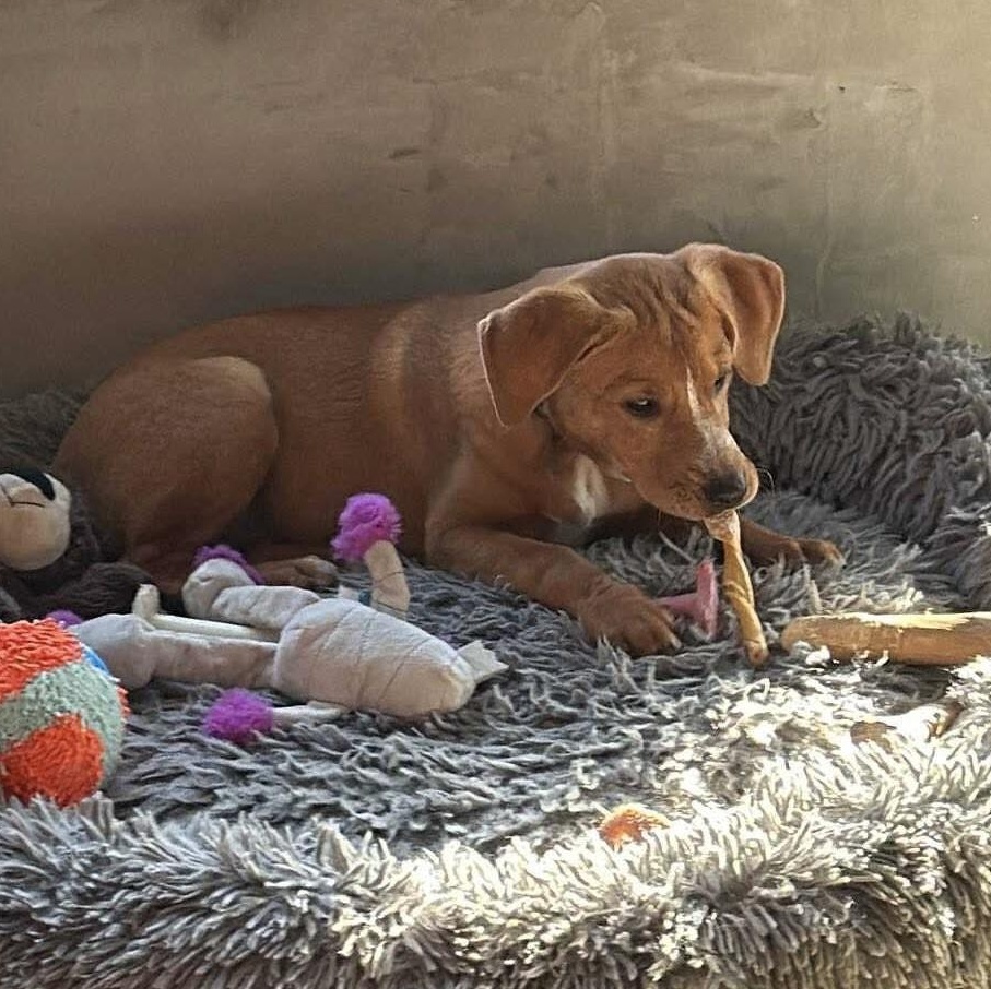 Enlarge Estrella, a Adoptable mixed breed in richmond, ME image 5/5