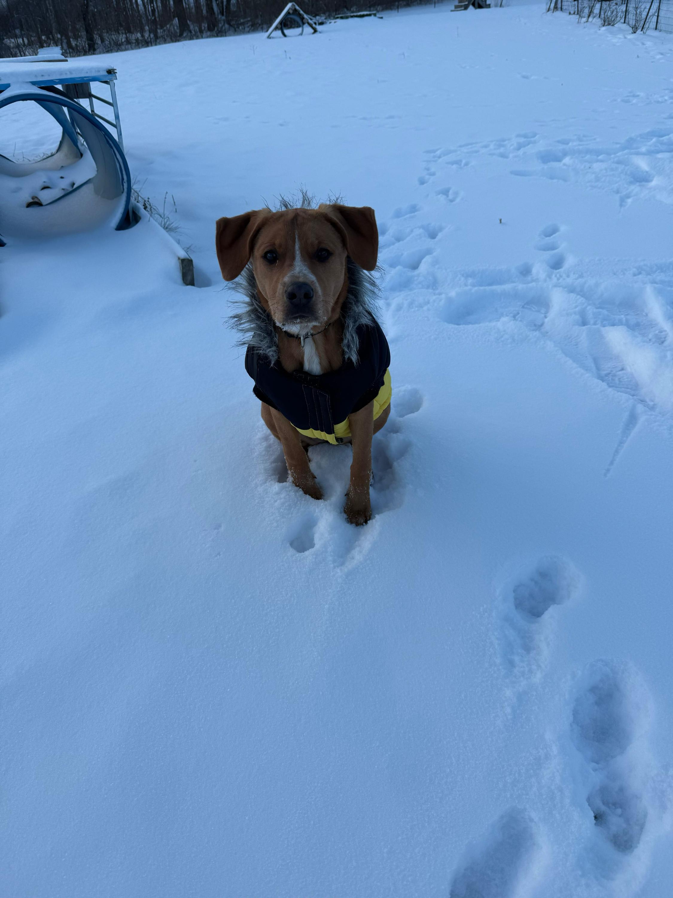 Estrella, Adoptable, Puppy Female Labrador Retriever.