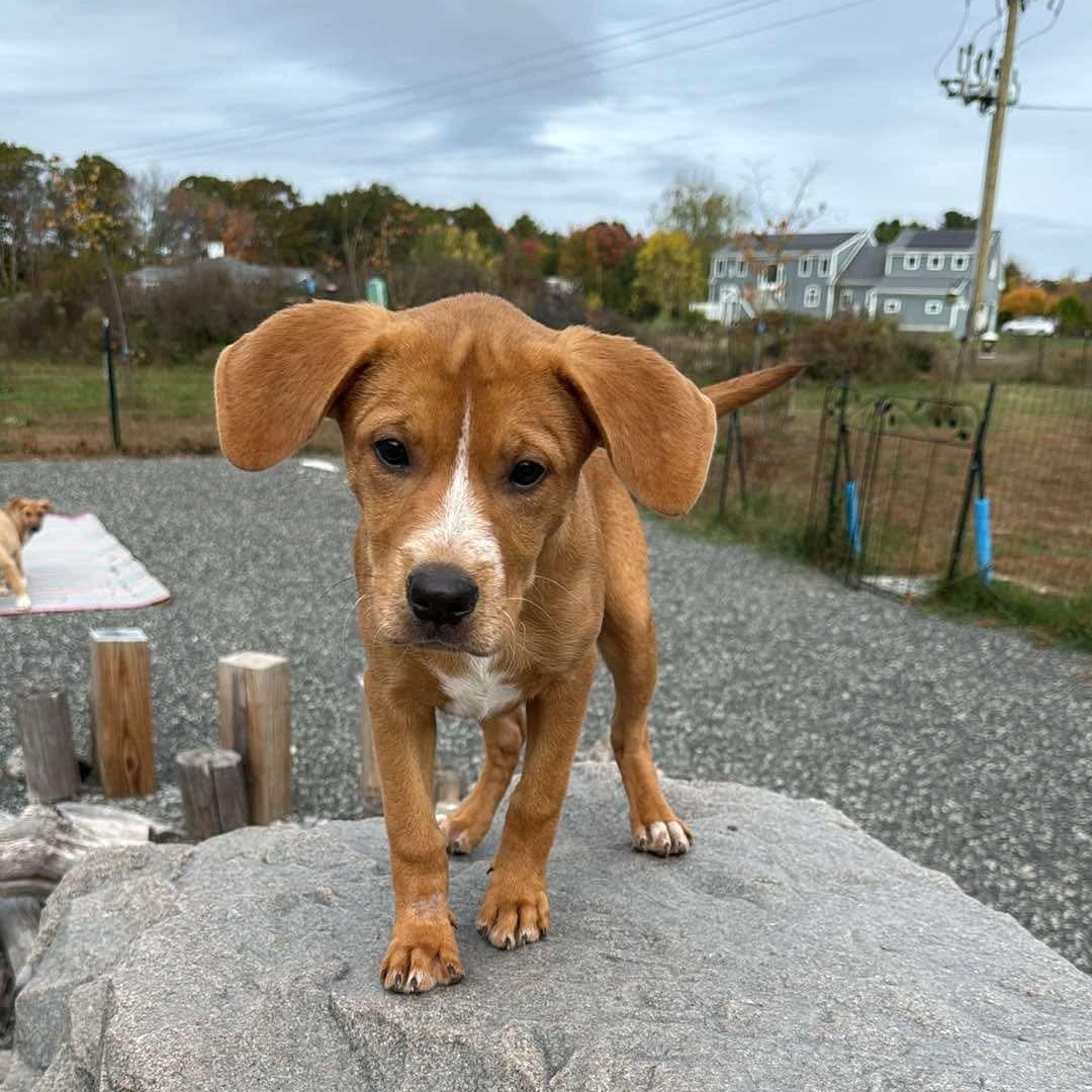 Enlarge Estrella, a Adoptable mixed breed in richmond, ME image 2/5