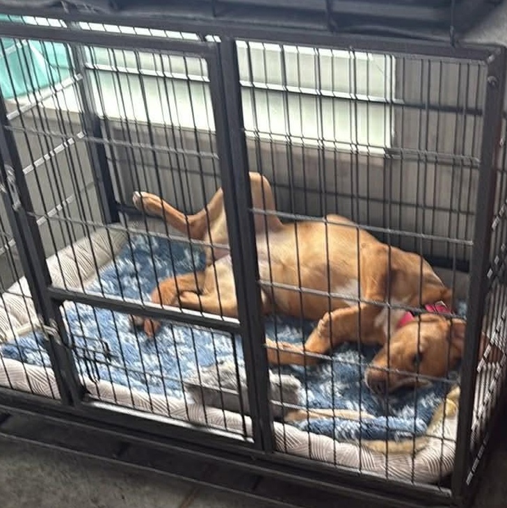 Enlarge Strella, a Adoptable mixed breed in richmond, ME image 4/5