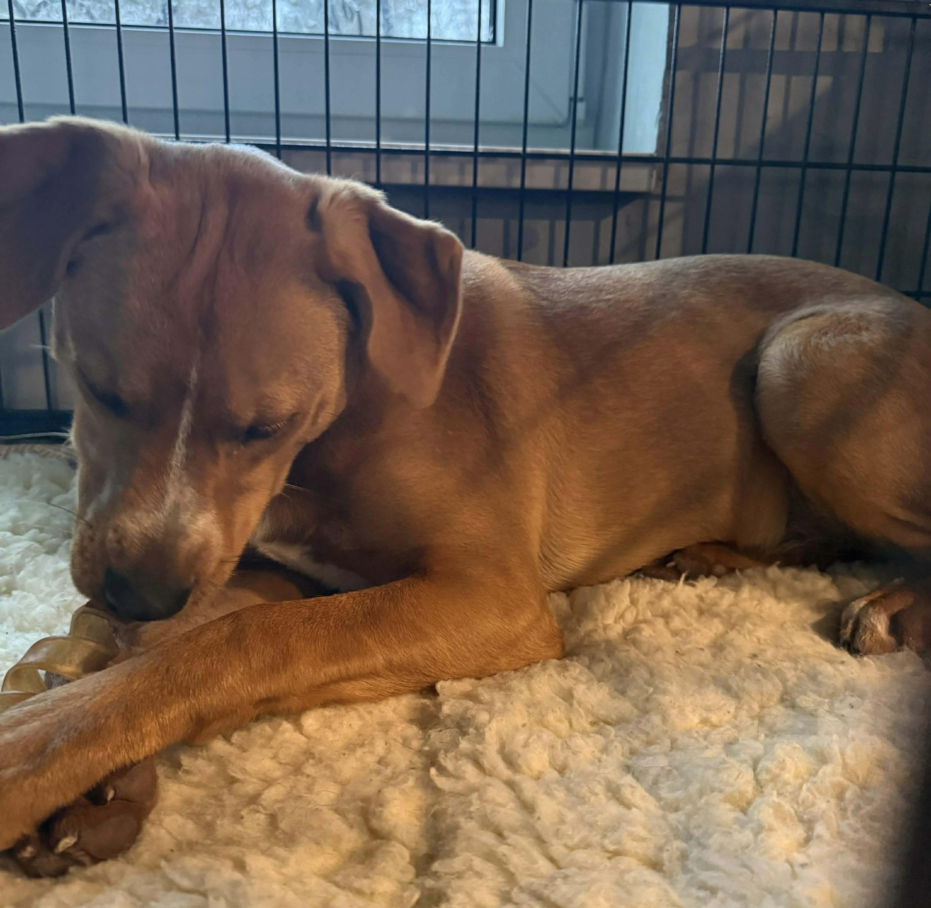 Enlarge Strella, a Adoptable mixed breed in richmond, ME image 5/5