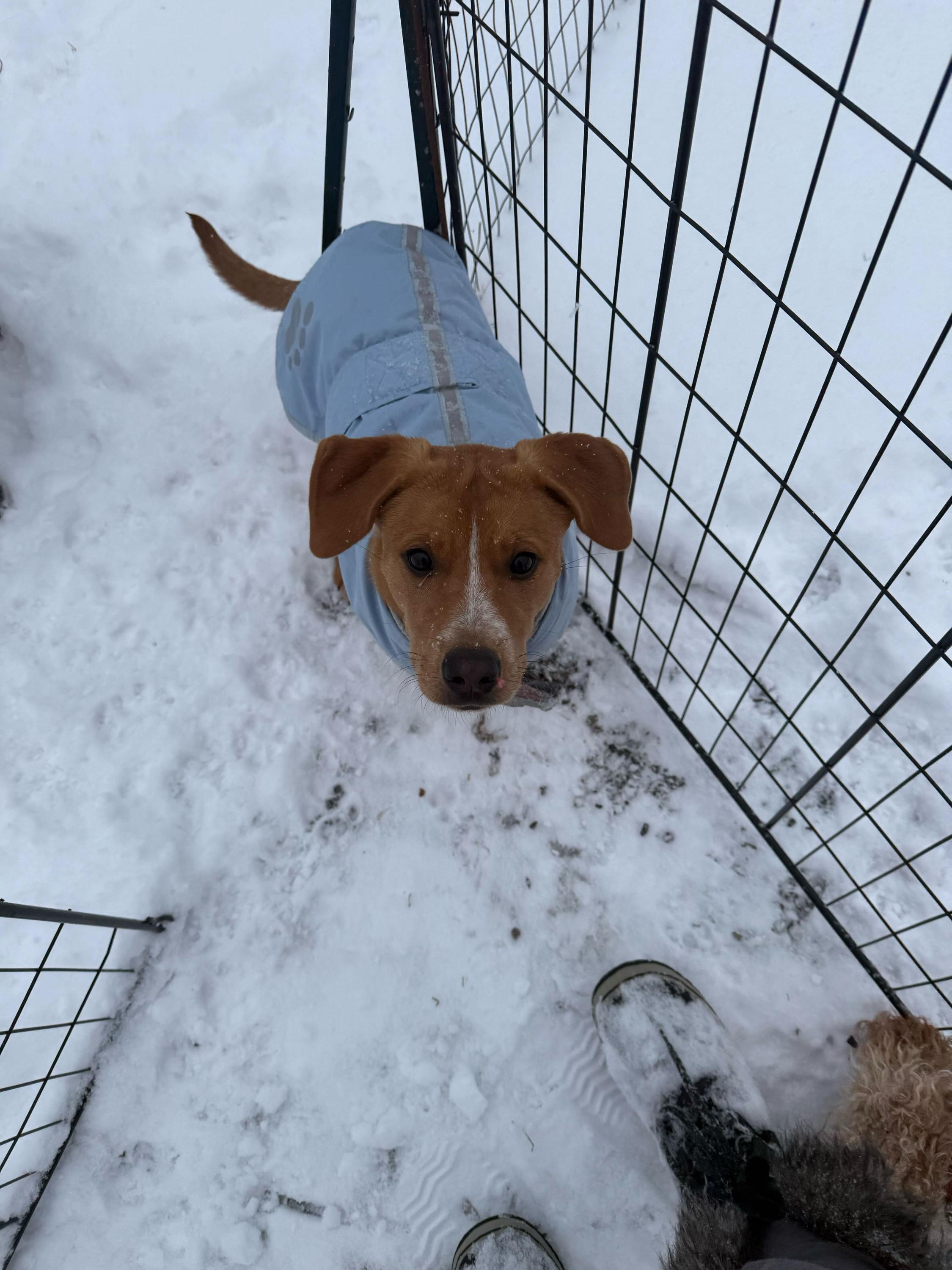 Enlarge Estrella, a Adoptable mixed breed in richmond, ME image 3/5