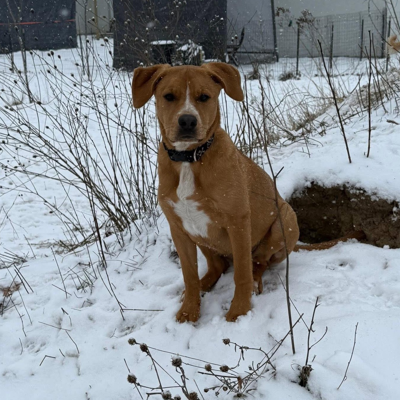 Enlarge Estrella, a Adoptable mixed breed in richmond, ME image 4/5