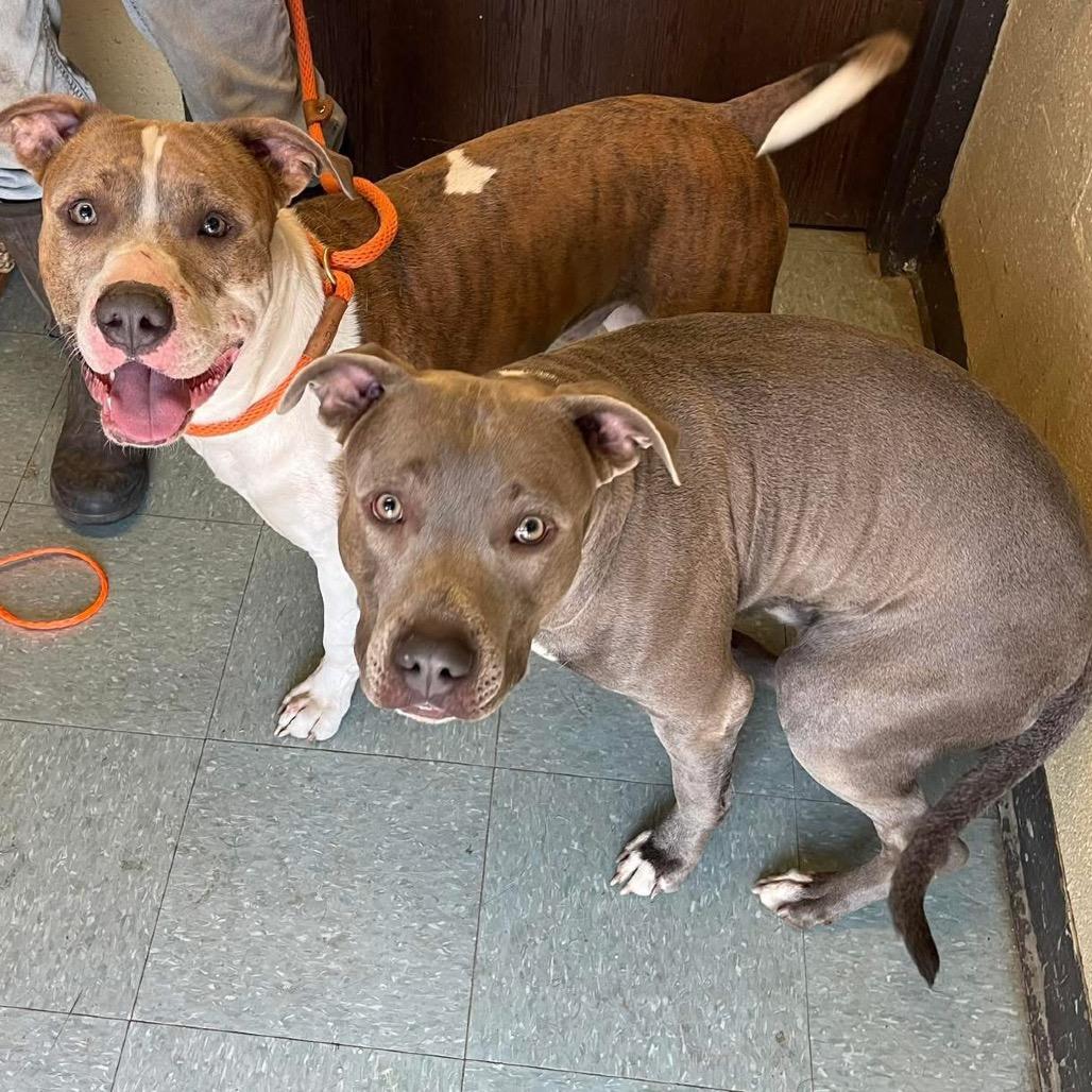 Diamond, Adoptable, Adult Male Pit Bull Terrier.