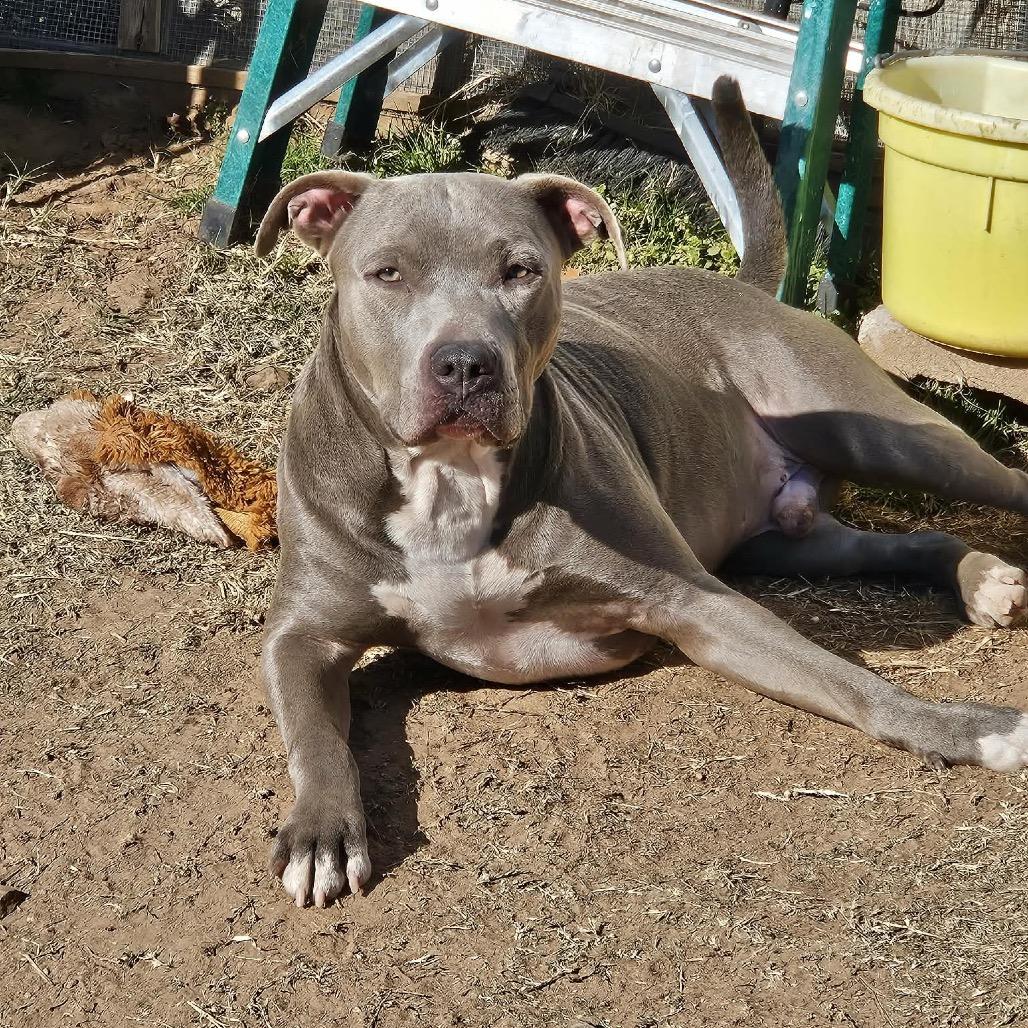 Enlarge Diamond, a Adoptable Pit Bull Terrier in Sand Springs, OK image 2/4