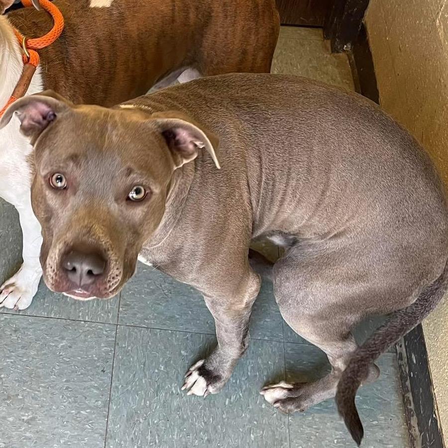 Enlarge Diamond, a Adoptable Pit Bull Terrier in Sand Springs, OK image 3/4