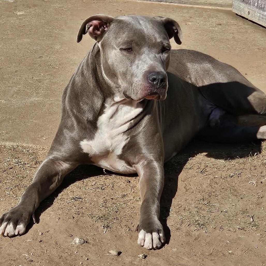 Enlarge Diamond, a Adoptable Pit Bull Terrier in Sand Springs, OK image 4/4