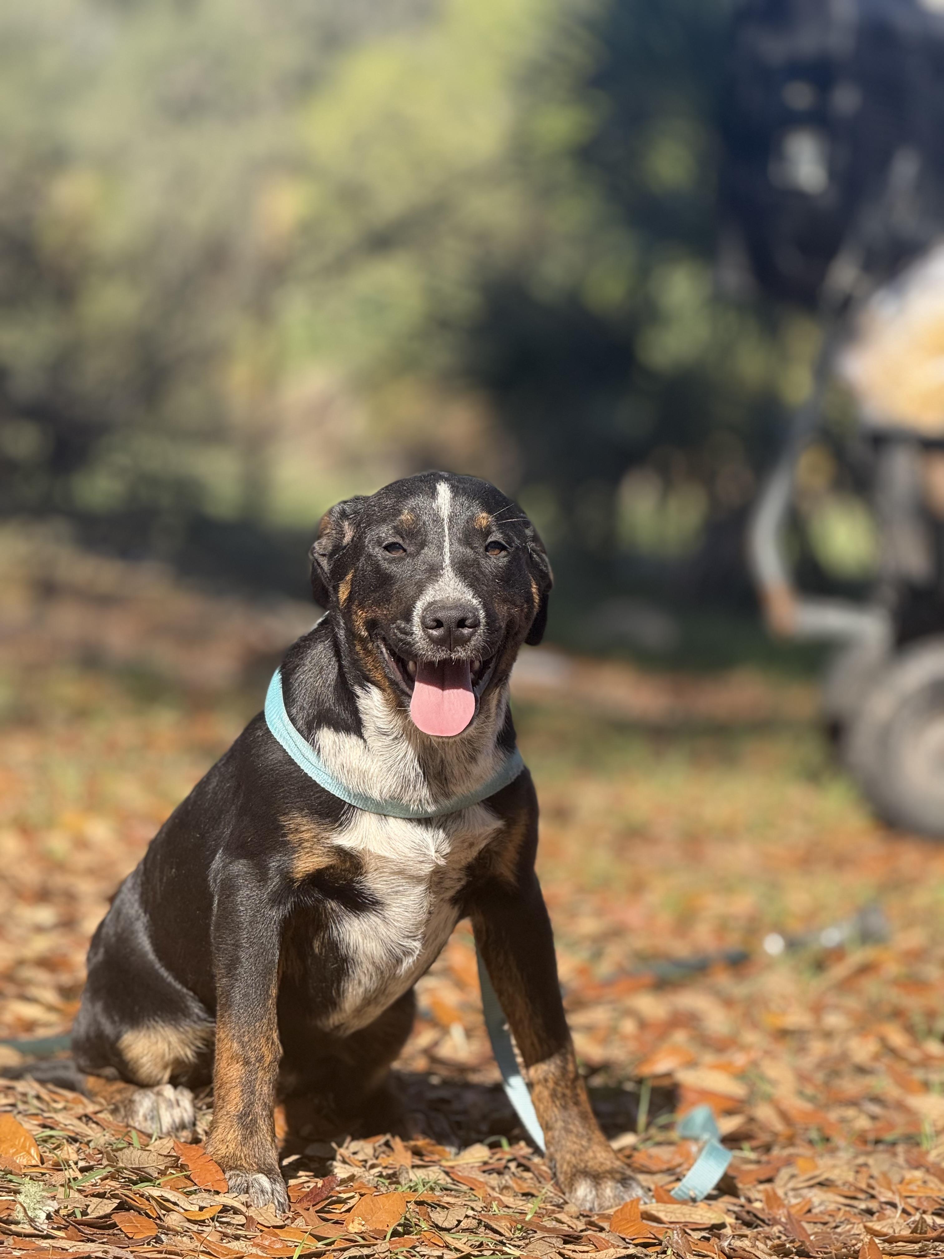 Enlarge Travis Tritt, a ADOPTABLE mixed breed in DELTONA, FL image 2/2