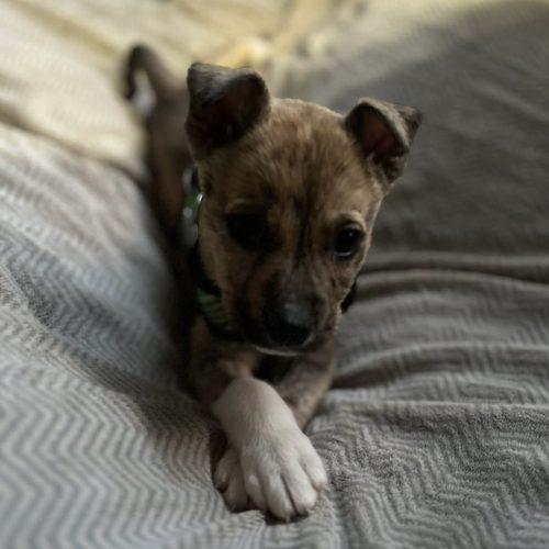 Enlarge Honeybun, a Adoptable Australian Shepherd in Verona, NJ image 1/5