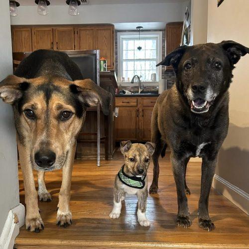 Enlarge Honeybun, a Adoptable Australian Shepherd in Verona, NJ image 3/5