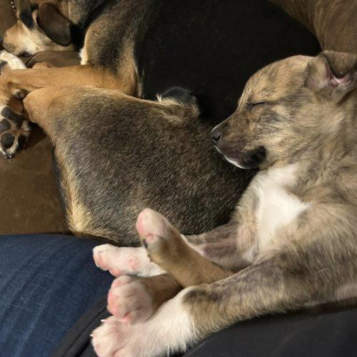 Enlarge Honeybun, a Adoptable Australian Shepherd in Verona, NJ image 4/5