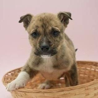 Enlarge Honeybun, a Adoptable Australian Shepherd in Verona, NJ image 5/5