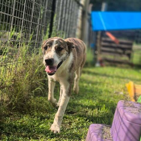 Kicker, Adoptable, Adult Male Great Pyrenees & Mixed Breed.