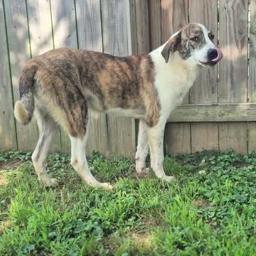 Enlarge Kicker, a Adoptable mixed breed in Dover, AR image 2/3