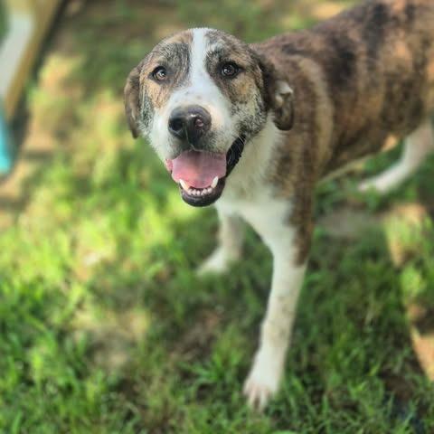 Enlarge Kicker, a Adoptable mixed breed in Dover, AR image 3/3