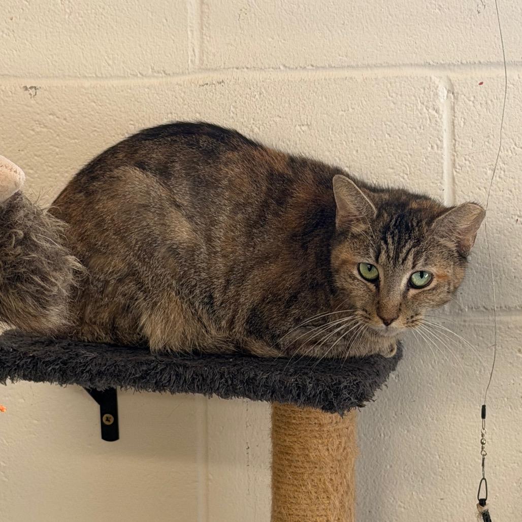 Enlarge Jezabell, a Adoptable Domestic Short Hair in Lake Panasoffkee, FL image 2/5