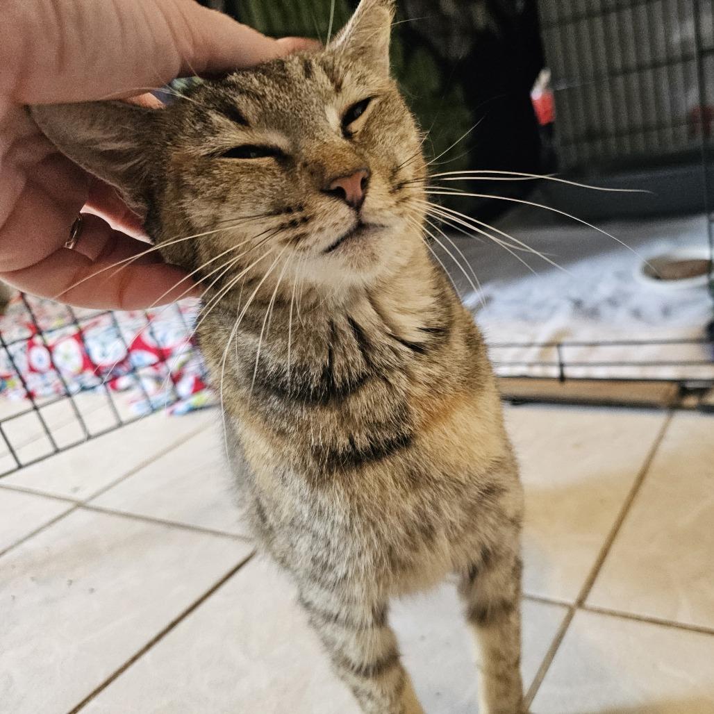 Enlarge Jezabell, a Adoptable Domestic Short Hair in Lake Panasoffkee, FL image 5/5