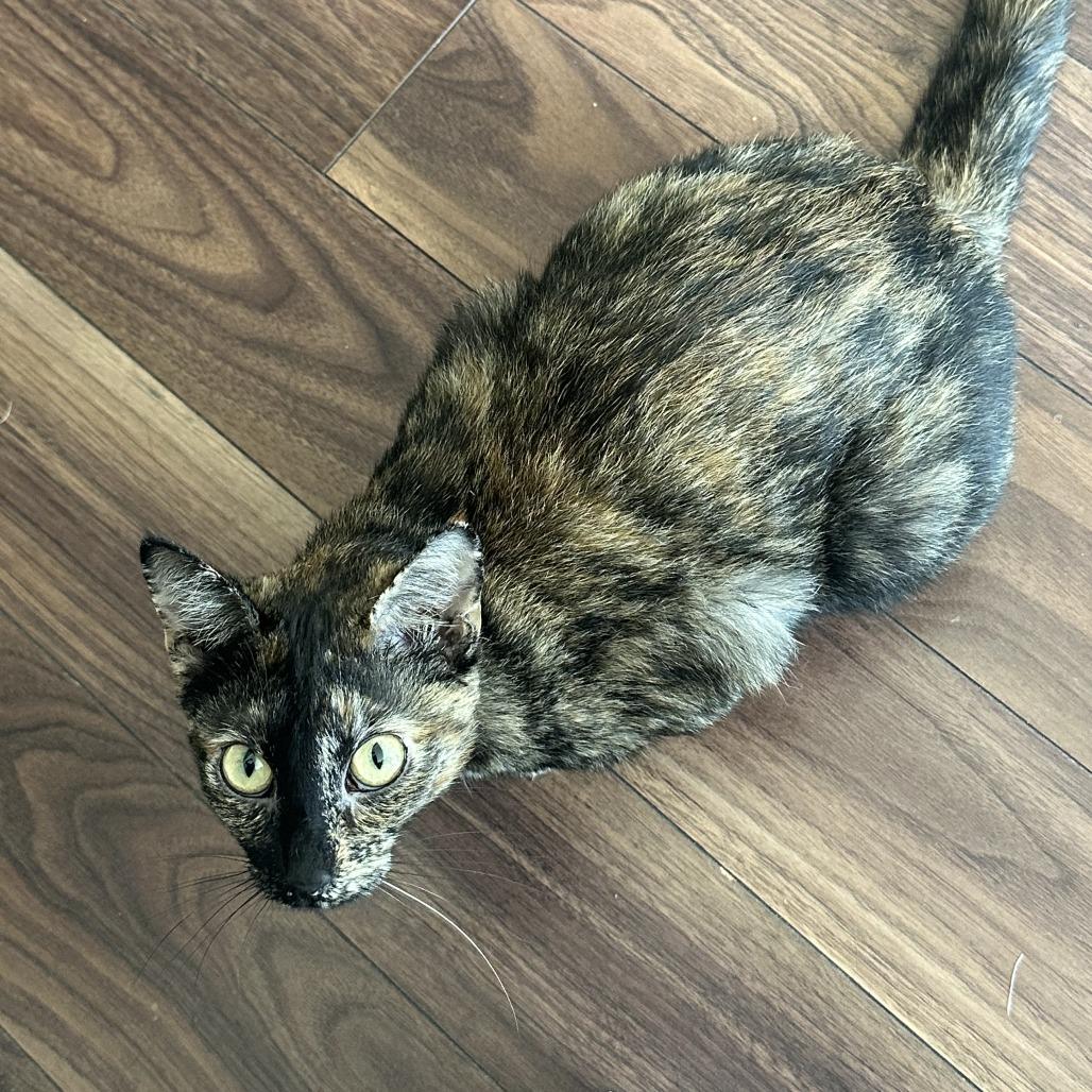 Mama Rose, Adoptable, Young Female Domestic Short Hair.