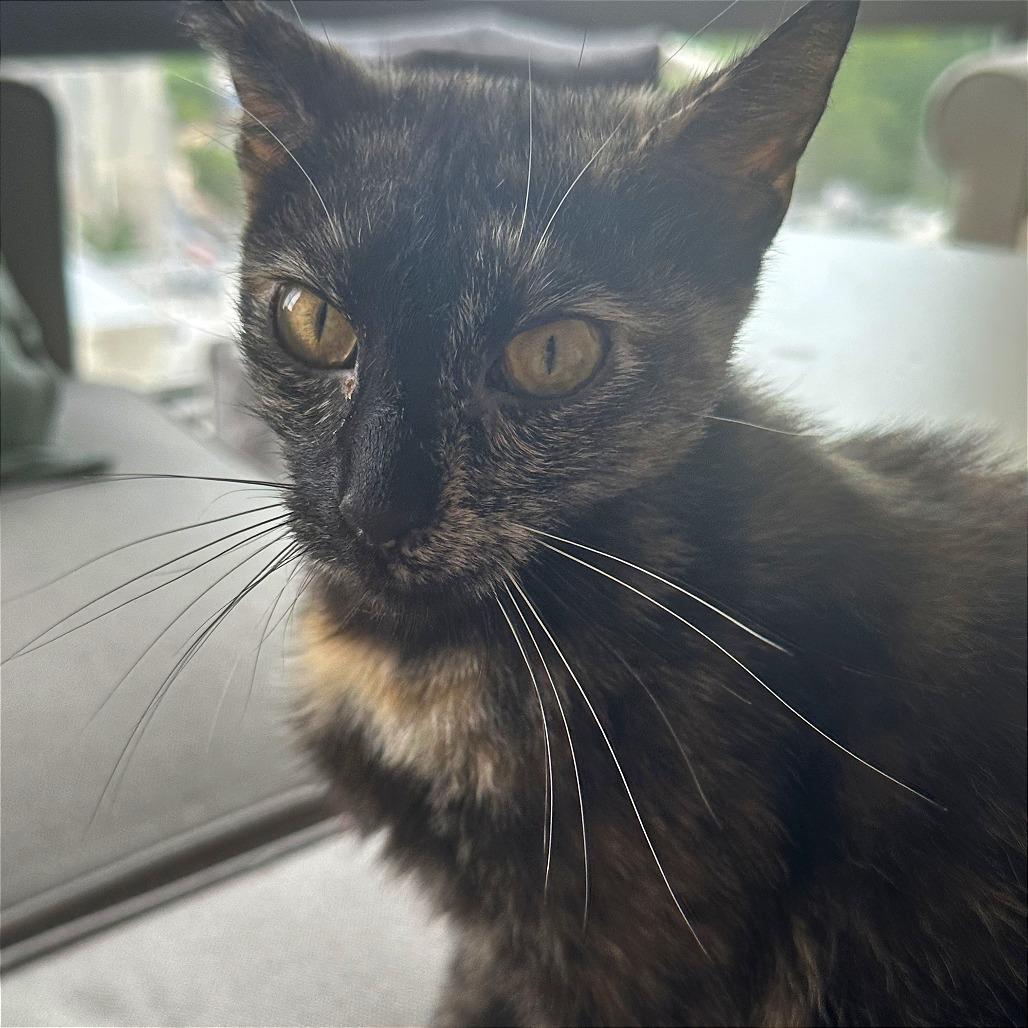 Enlarge Mama Rose, a Adoptable Domestic Short Hair in Washington, DC image 2/6