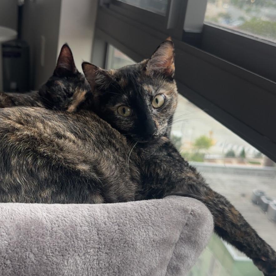 Enlarge Mama Rose, a Adoptable Domestic Short Hair in Washington, DC image 3/6