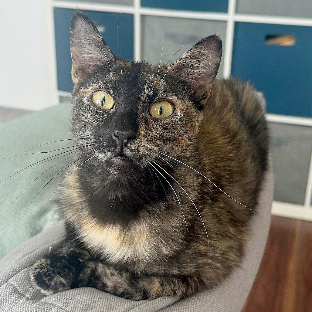 Enlarge Mama Rose, a Adoptable Domestic Short Hair in Washington, DC image 4/6