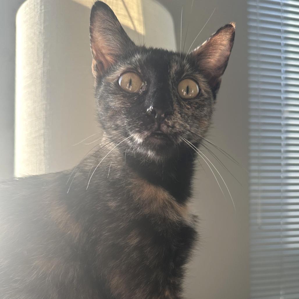 Enlarge Mama Rose, a Adoptable Domestic Short Hair in Washington, DC image 6/6