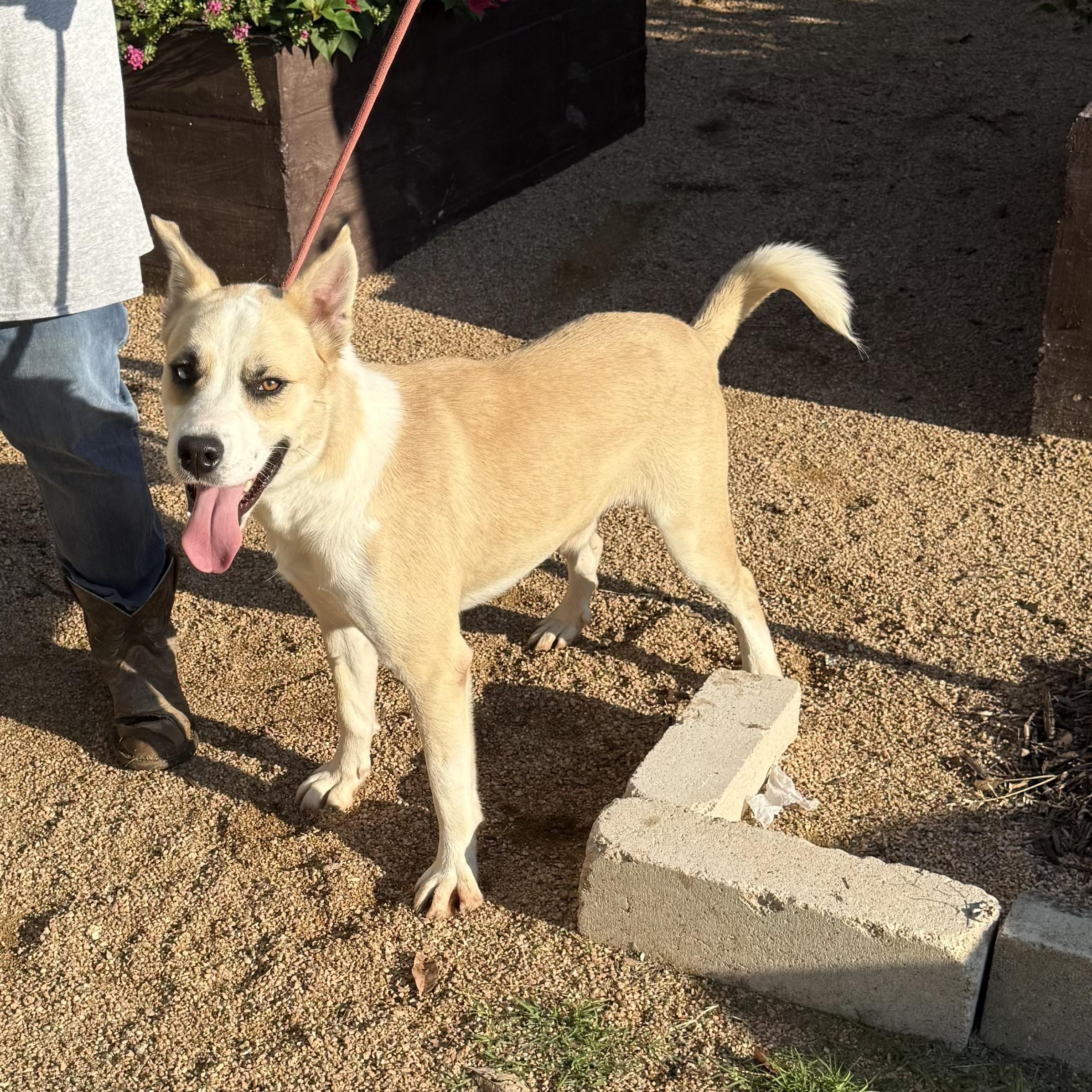 Winter, a Adoptable mixed breed in Altamont , NY image 2/4